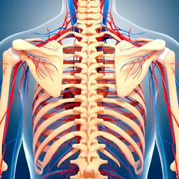 Back anatomy; artwork イラスト素材