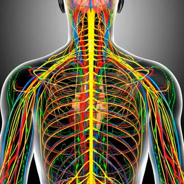 Back anatomy; artwork 스톡 일러스트