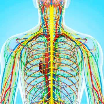 Back anatomy; artwork イラスト素材