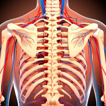 Back anatomy; artwork イラスト素材