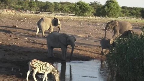 Back-and-forth feints; one prepares to charge, other yields — Part 7 Stock Footage 320789988