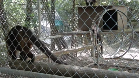 Back And Forth Tracking Shot Lemurs Playing Around In Caged Area Stock Footage 165698090