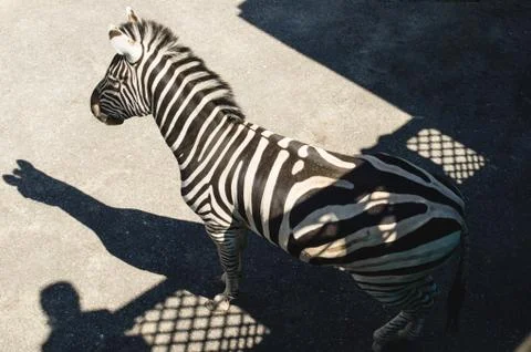 Back and head of a zebra on a background of gray asphalt in a zoo. Stock Photos