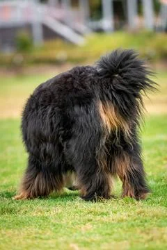 Back and tail of a Bernese Mountain dog sniffing grass Stock Photos