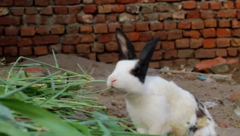 Back and white rabbit on the ground look cute eating leafs stock footage Stock Footage 140611665