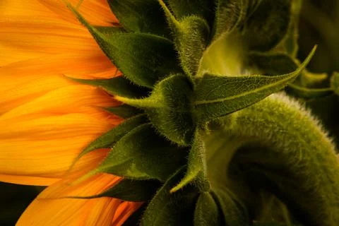 Back angle of sunflower 스톡 사진