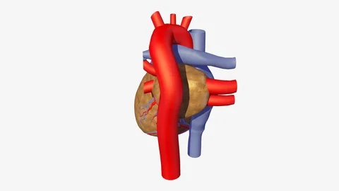 BACK AXO VIEW OF HEART BEATING ANIMATION Vídeos de archivo 73829116