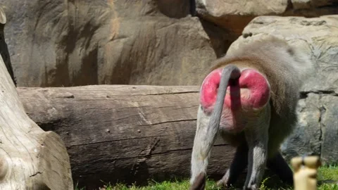 The back of a baboon Stock Footage 198124602