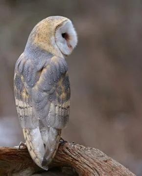 Back of a Barn Owl Stock Photos