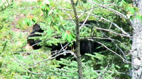 Back bear walking Stock Footage 284060