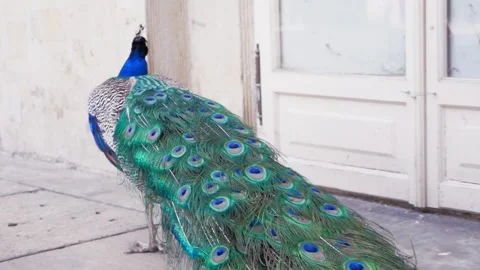 Back of beautiful green peacock walking around slowly Stock Footage 219847210