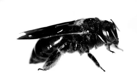 Back bee on white back ground Stock Photos