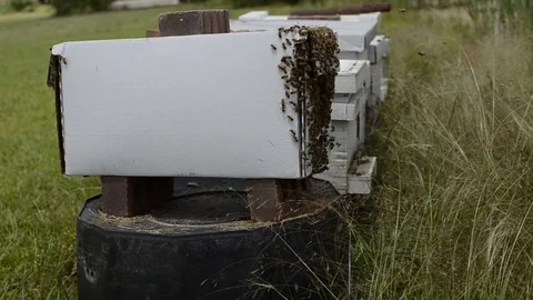 Back of a beehive Stock Footage 108339228