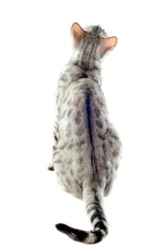 Back of bengal cat Stock Photos