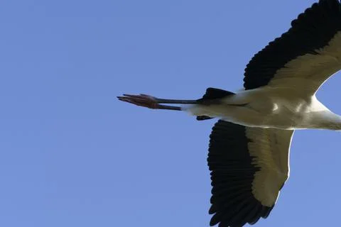 Back of bird flying Stock Photos