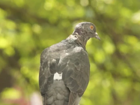 Back bird 스톡 동영상 42331661