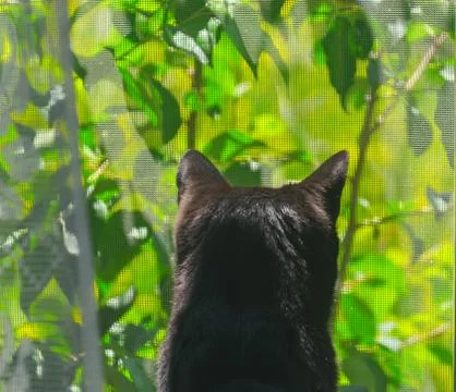 Back of the Black Cat on the Windowsill Looking at the Garden Stock Photos