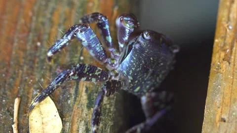 Back of a Black Shell Crab on the Wood Stock Footage 145830296