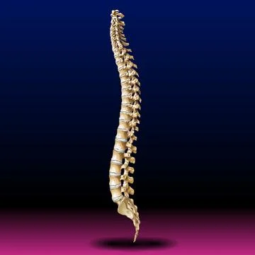 Back Bone - Vertebrae - Spine - Tailbone - Medical - Health - Graphic - Pharma Stock Illustration