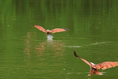 Back of Brahminy Kites or Red-backed Sea Eagles Grabbing Food from the Lake Photos
