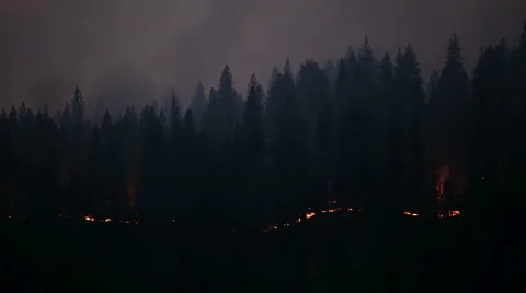 Back burn forest fire Stock Footage 41831851
