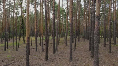 Back Camera Movement Through Pine Forest. 스톡 동영상 224708283