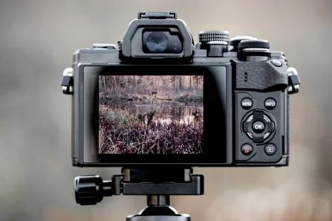 Back of a camera with picture in the display Stock Photos
