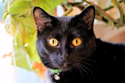 Back cat face Stock Photos