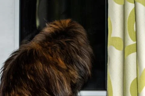 Back of a cat looking out the window. View from the back. Stock Photos