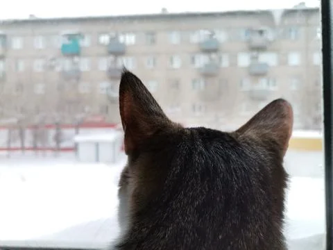 Back of a cats head with winter background Stock Photos