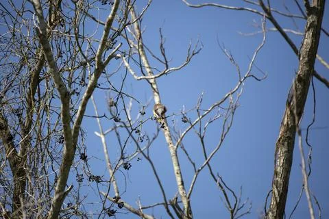 Back of Cedar Waxwing Stock Photos