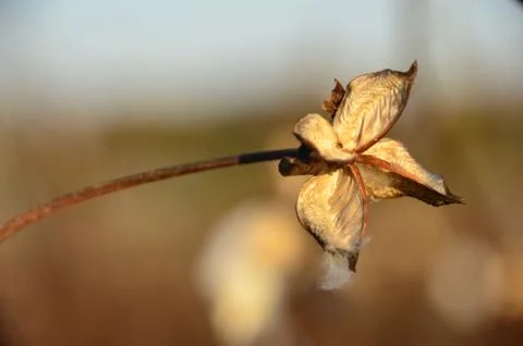 Back of the Cotton Boll Stock Photos
