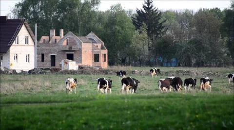 Back of cows grazing Stock Footage 59907237
