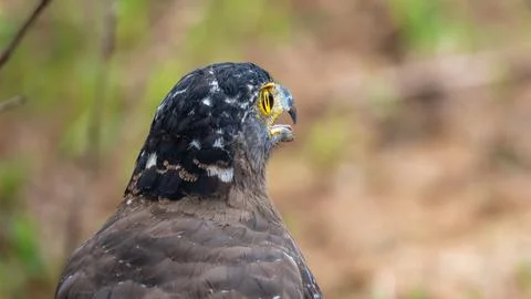 Back of a Crested serpent eagle's head in Yala National Park, Sri Lanka. Feat Stock Photos