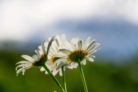 Back of Daisies 写真素材
