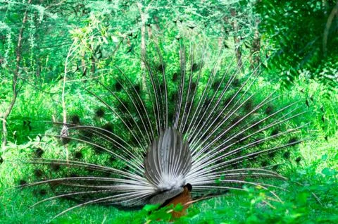 Back of a dancing peacock in the middle of trees Stock Photos