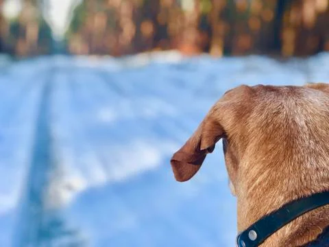 Back of dog head front foreground winter snow forest Stock Photos