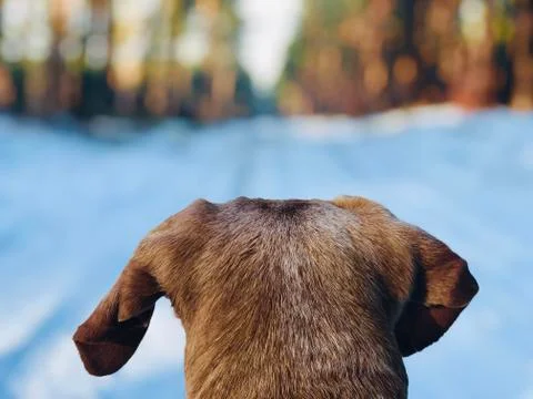 Back of dog head front foreground winter snow forest Stock Photos