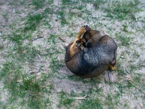 Back of dog scratching on the floor Stock Photos