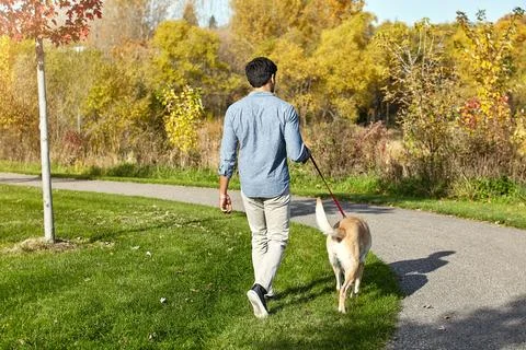 Back, dog walking and exercise with man in park for bonding, break or obedi.. Fotos de archivo