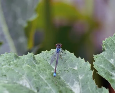 Back of dragonfly Stock Photos