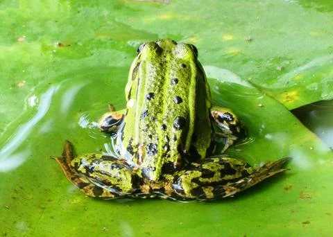 The back of an edible frog Stock Photos