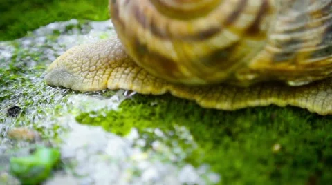 The back of the edible snail Stock-Footage 64016746