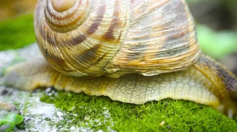 The back of the edible snail Stock-Footage 64016804