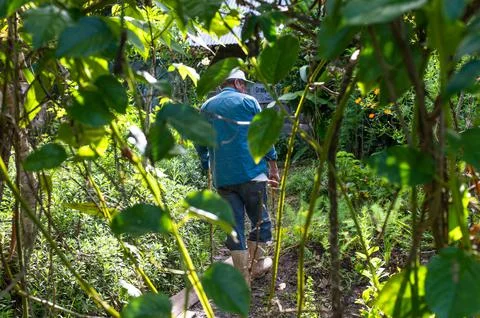 Back of elderly Hispanic farmer wearing a cap and holding a machete in the field Stock Photos