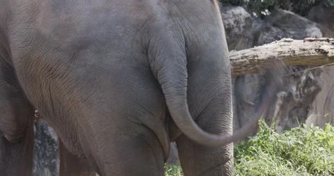 The back of the elephant while tourist feeding at the zoo Stock Footage 202426728