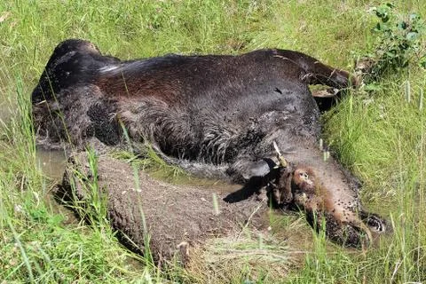 The back end of a dead moose. Stock Photos