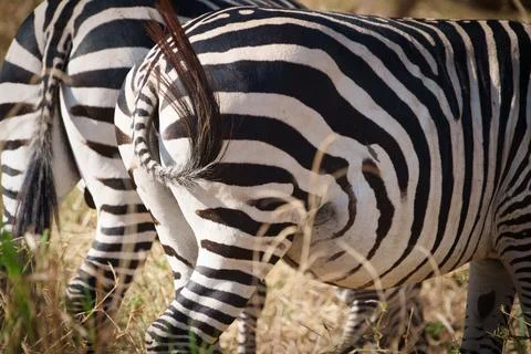Back-end two plains zebra (equus quagga) patterned and iconic. Foto stock
