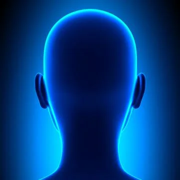 Back female head anatomy 스톡 일러스트