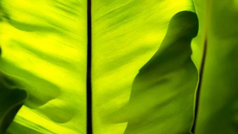 Back fern leaf Stock Photos